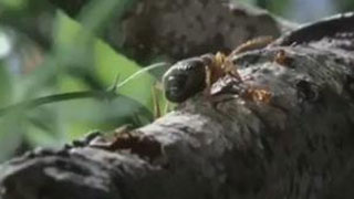 L’aventure de la vie, les insectes