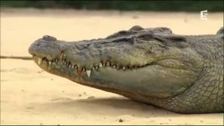 Documentaire Le crocodile du Billabong