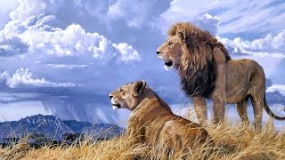 Lions de Namibie, les rois du désert