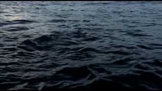 La nuit des requins