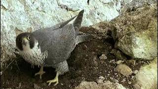 Documentaire La falaise aux faucons pèlerins