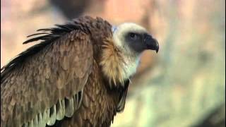 Documentaire Les vautours fauves