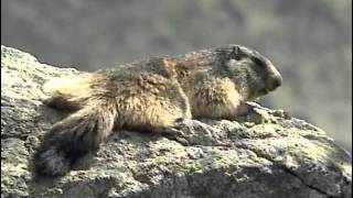 Montagne sauvage : faune et flore