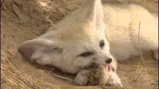 Documentaire Animaux du désert : la vie dans les vagues de sables