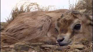 Documentaire Animaux du désert : la saison des gazelles