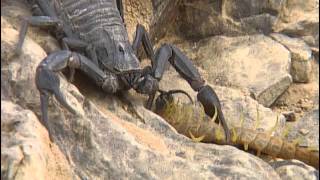 Animaux du désert : les petites créatures