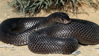 Le cobra