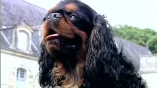 Documentaire Cavalier King Charles ou épagneuls nains anglais