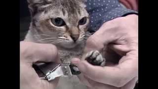 Les chats d'Expo