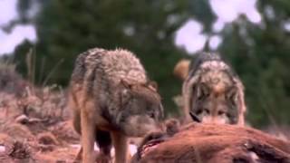 Loups : un spectacle grandiose !