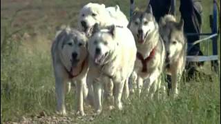 Documentaire Le husky sibérien, symbole de puissance et de liberté