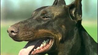 Le doberman pur sang