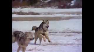 Documentaire Le loup