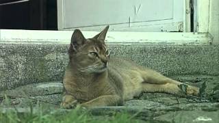 Documentaire Portraits de chats