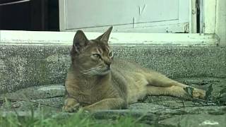 Portraits de chats