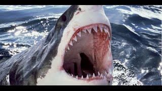 Documentaire Les requins : la terreur des mers entre légendes et réalité