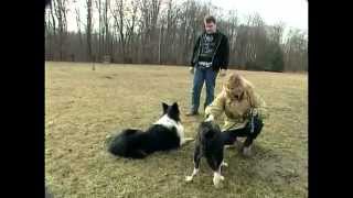 Les chiens de chasse