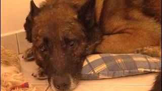 Comment devenir un bon maître pour son chien ?