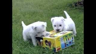 Le Westie