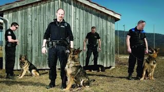 Ces chiens au service de l'homme