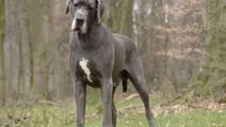 Le dogue allemand ou le grand danois