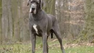 Documentaire Le dogue allemand ou le grand danois