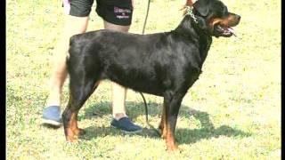 Le Rottweiler