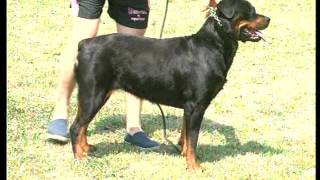 Documentaire Le Rottweiler