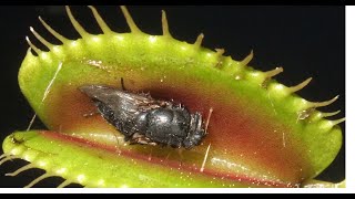 Les plantes carnivores