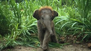 Documentaire Les bébés animaux