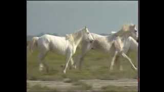 Camargue, une passion