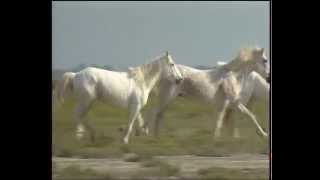 Documentaire Camargue, une passion