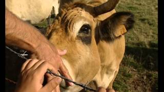 Documentaire Grandeur Nature – La vache Aubrac