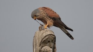 Documentaire Grandeur Nature – La vie sauvage en ville