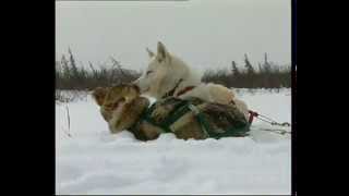 Le chant des loups