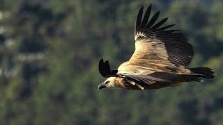Vautours du Verdon