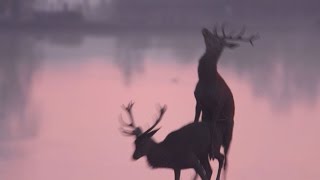 Animaux trop humains – Homosexualité animale