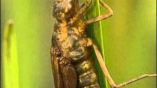 Documentaire Chroniques de libellules