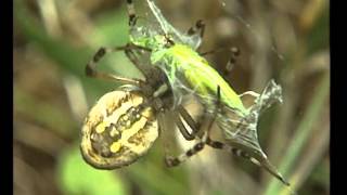 Documentaire Les araignées