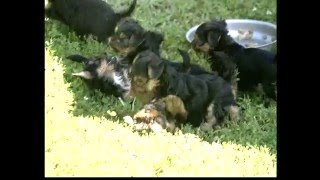 Le Yorkshire Terrier