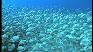 C’est pas sorcier – Les dauphins