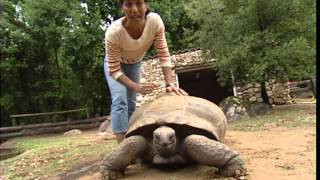 C'est pas sorcier - Tortues, quand carapaces passent