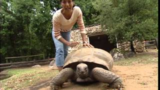 Documentaire C’est pas sorcier – Tortues, quand carapaces passent