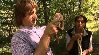 C'est pas sorcier - Serpents, des reptiles qui ont du charme