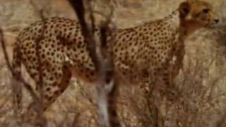 Guépard, la course pour la vie