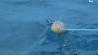 Quand les requins attaquent
