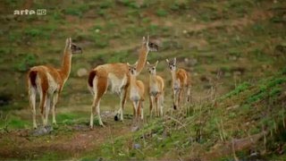 Documentaire Voyages au bout du Monde – En Patagonie, le parc national de Torres del Paine