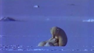 Documentaire Le royaume de l’ours polaire