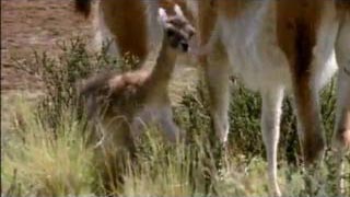 Documentaire Les bébés animaux