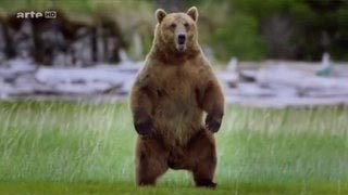 Voyages au bout du Monde - En Alaska, la côte du Katmai